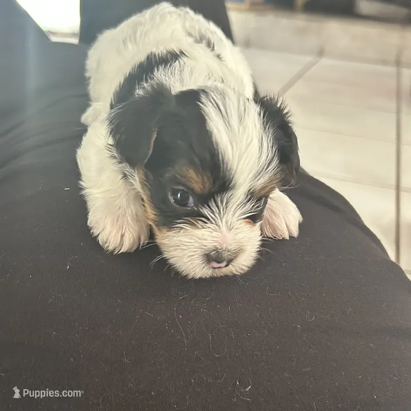 Pinta – Yorkshire Terrier puppy for sale in Bridgeton, NJ
