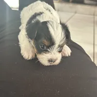 Pinta, a female Yorkshire Terrier for sale in Bridgeton, NJ – 1 of 6