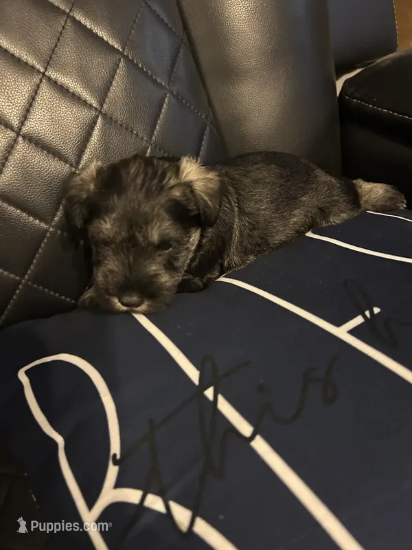 Lucas – Miniature Schnauzer puppy for sale in Bridgeton, NJ
