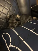 Lucas, a male Miniature Schnauzer for sale in Bridgeton, NJ – 1 of 10