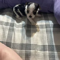 Bambi , a male Yorkshire Terrier for sale in Bridgeton, NJ – 7 of 8