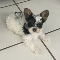 Pinta, a female Yorkshire Terrier for sale in Bridgeton, NJ – 2 of 10