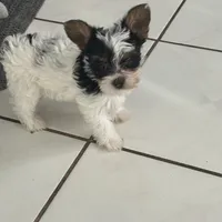 Pinta, a female Yorkshire Terrier for sale in Bridgeton, NJ – 5 of 10