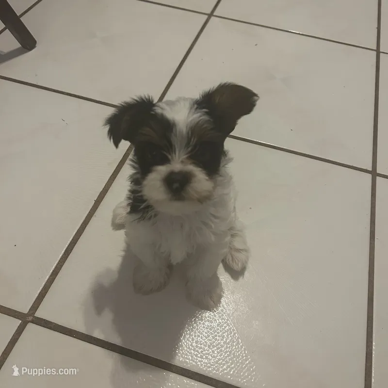 Pinta – Yorkshire Terrier puppy for sale in Bridgeton, NJ
