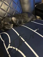Lucas, a male Miniature Schnauzer for sale in Bridgeton, NJ – 2 of 10
