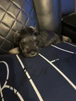 Lucas, a male Miniature Schnauzer for sale in Bridgeton, NJ – 6 of 10