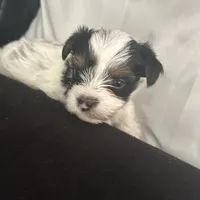 Pinta, a female Yorkshire Terrier for sale in Bridgeton, NJ – 4 of 6