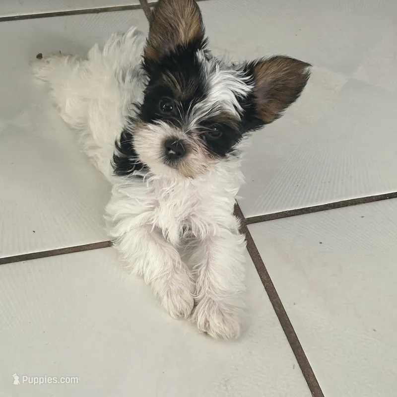 Pinta – Yorkshire Terrier puppy for sale in Bridgeton, NJ