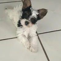 Pinta, a female Yorkshire Terrier for sale in Bridgeton, NJ – 1 of 10