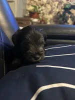 Luke, a male Miniature Schnauzer for sale in Bridgeton, NJ – 10 of 10