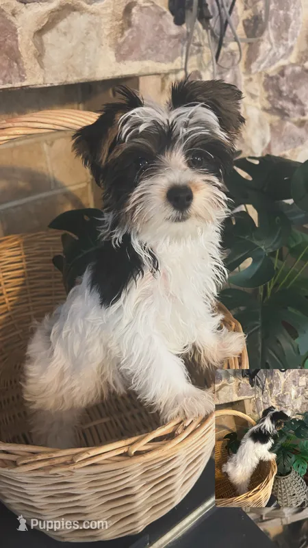 Pinta – Yorkshire Terrier puppy for sale in Bridgeton, NJ