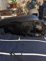 Luke, a male Miniature Schnauzer for sale in Bridgeton, NJ – 6 of 10