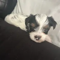 Pinta, a female Yorkshire Terrier for sale in Bridgeton, NJ – 5 of 6