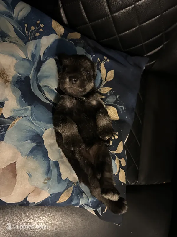Angel – Miniature Schnauzer puppy for sale in Bridgeton, NJ