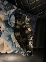 Angel, a male Miniature Schnauzer for sale in Bridgeton, NJ – 1 of 10