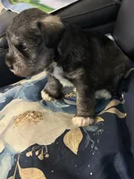 Silverado , a male Miniature Schnauzer for sale in Bridgeton, NJ – 3 of 8