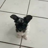 Blanca , a female Yorkshire Terrier for sale in Bridgeton, NJ – 4 of 10