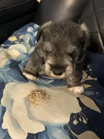 Silverado , a male Miniature Schnauzer for sale in Bridgeton, NJ – 2 of 8