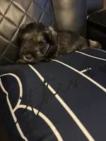 Lucas, a male Miniature Schnauzer for sale in Bridgeton, NJ – 4 of 10