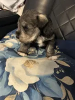 Silverado , a male Miniature Schnauzer for sale in Bridgeton, NJ – 5 of 8