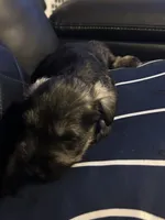 Lucas, a male Miniature Schnauzer for sale in Bridgeton, NJ – 10 of 10