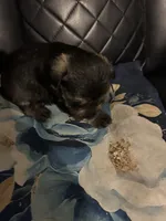 Angel, a male Miniature Schnauzer for sale in Bridgeton, NJ – 2 of 10