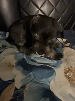 Angel, a male Miniature Schnauzer for sale in Bridgeton, NJ – 6 of 10
