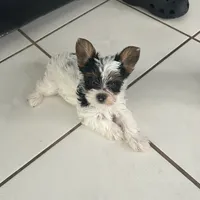Pinta, a female Yorkshire Terrier for sale in Bridgeton, NJ – 3 of 10