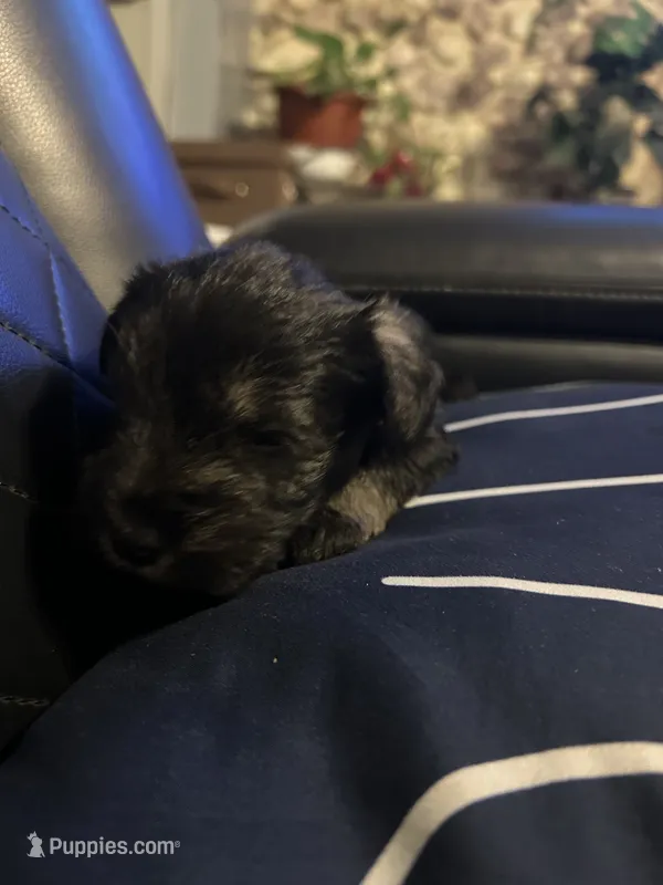 Luke – Miniature Schnauzer puppy for sale in Bridgeton, NJ