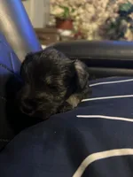 Luke, a male Miniature Schnauzer for sale in Bridgeton, NJ – 1 of 10