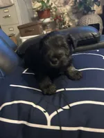 Luke, a male Miniature Schnauzer for sale in Bridgeton, NJ – 8 of 10