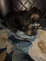 Angel, a male Miniature Schnauzer for sale in Bridgeton, NJ – 4 of 10
