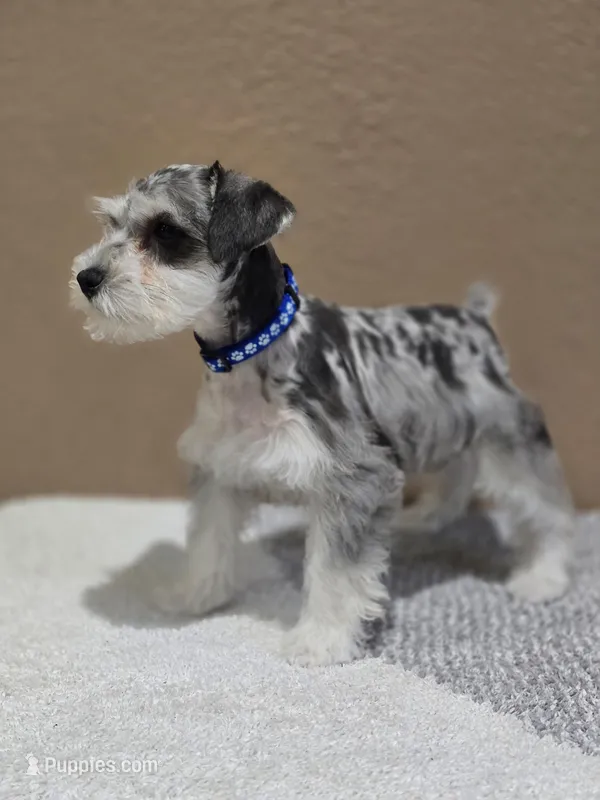 Jack  – Miniature Schnauzer puppy for sale in Miami, FL