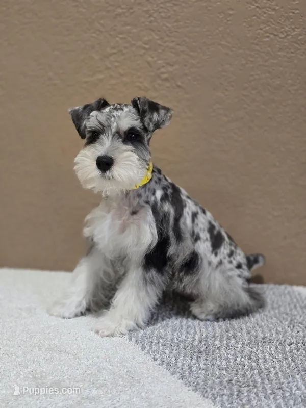 Sky  – Miniature Schnauzer puppy for sale in Miami, FL