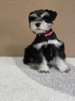 Bella , a female Miniature Schnauzer for sale in Miami, FL – Photo 2 of 2