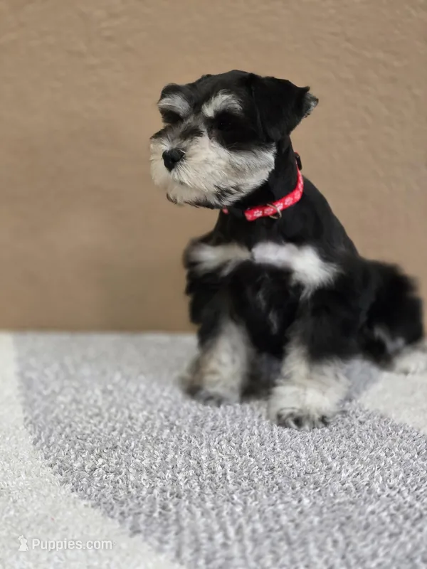 Bella  – Miniature Schnauzer puppy for sale in Miami, FL