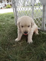 Ace, a male English Cream Golden Retriever for sale in Shipshewana, IN – 3 of 3