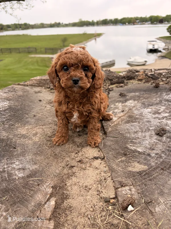 Skye – Cavapoo puppy for sale in Shipshewana, IN