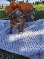 Hazel, a female Cavapoo for sale in Shipshewana, IN – 2 of 3