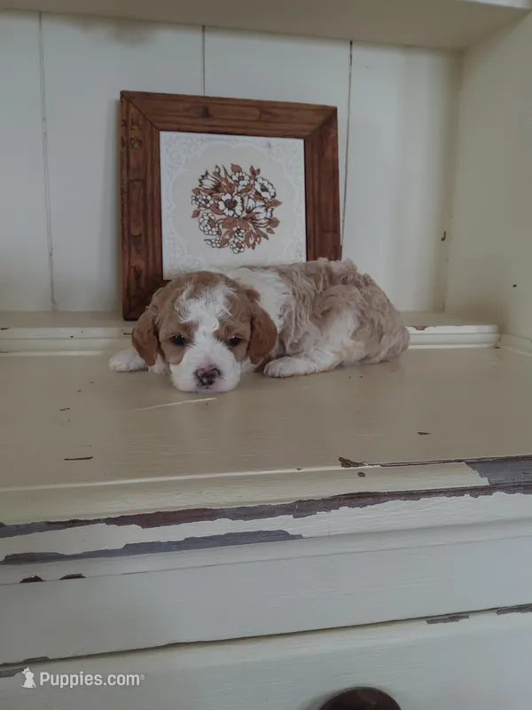 Spot – Cavapoo puppy for sale in Shipshewana, IN