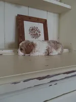 Spot, a male Cavapoo for sale in Shipshewana, IN – Photo 2 of 2