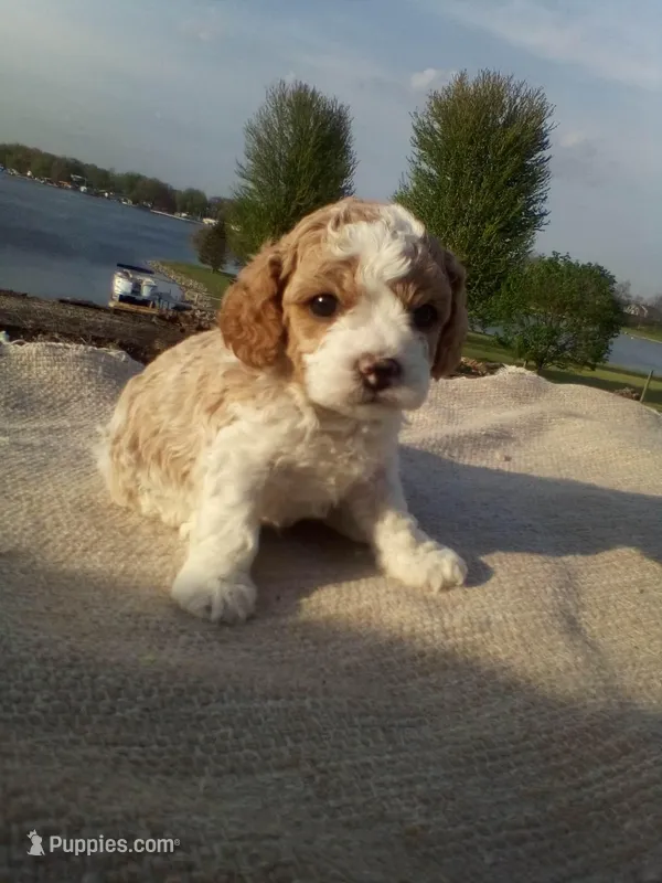Spot – Cavapoo puppy for sale in Shipshewana, IN