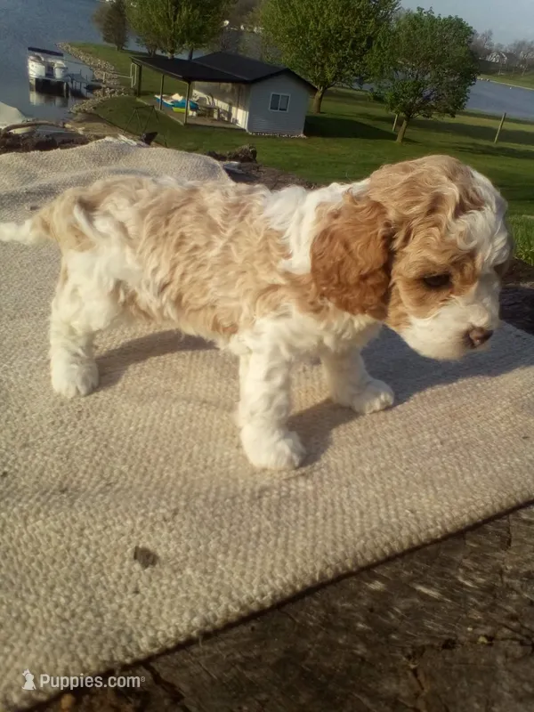Spot – Cavapoo puppy for sale in Shipshewana, IN