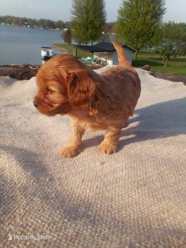 Ginger – Cavapoo puppy for sale in Shipshewana, IN