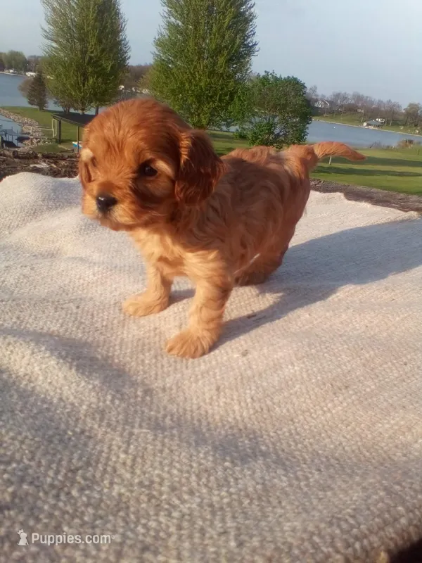 Ginger – Cavapoo puppy for sale in Shipshewana, IN