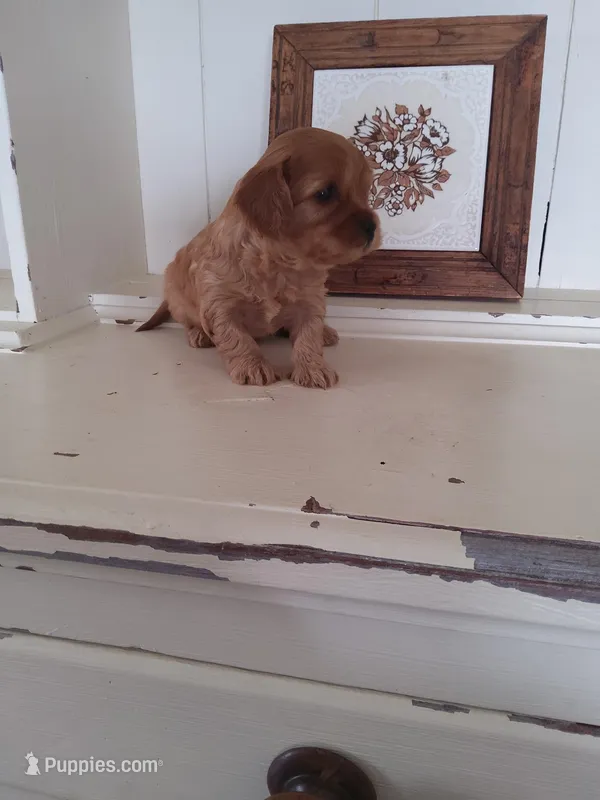 Ginger – Cavapoo puppy for sale in Shipshewana, IN