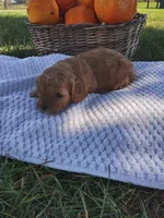 Maple, a female Cavapoo for sale in Shipshewana, IN – 3 of 3