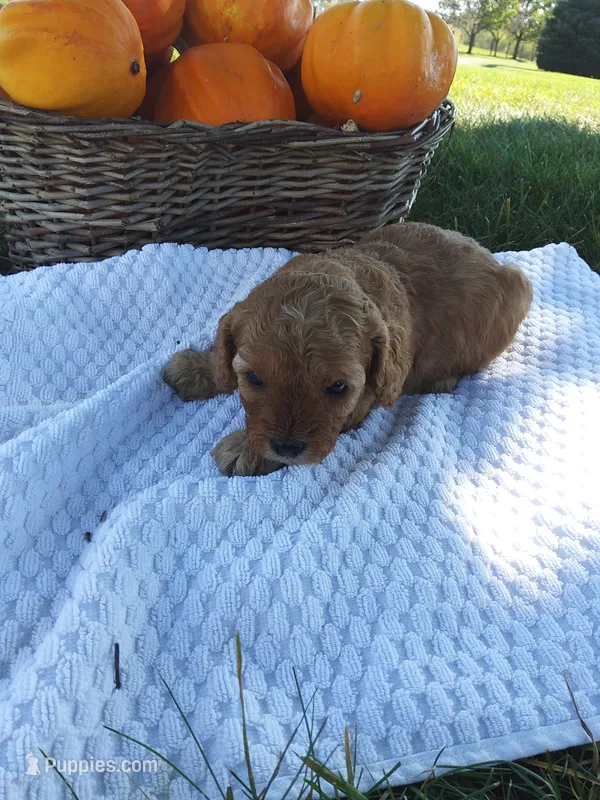 Maple – Cavapoo puppy for sale in Shipshewana, IN