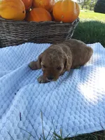Maple, a female Cavapoo for sale in Shipshewana, IN – 1 of 3