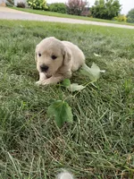Autumn, a female English Cream Golden Retriever for sale in Shipshewana, IN – 3 of 3
